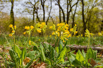 Obraz premium Early spring flowers bloomers (primroses) of European forests. Cowslip paigle (Primula macrocalix) in park forest (wood-meadow), Cowslip flowers (Primula veris) on a spring meadow, close-up,