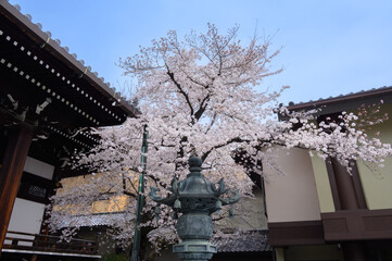宥清寺の桜
