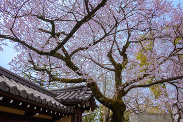 宥清寺の桜