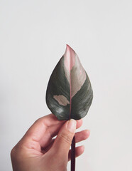 Hand holding leaf of Philodendron pink princess (Philodendron erubescens). The heart-shaped leaf is a deep dark green with bubblegum bright pink variegation. Isolated on a white background, copyspace.