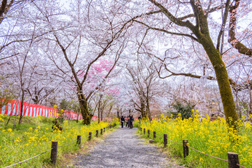 平野神社の桜