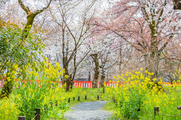 平野神社の桜