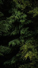 Dark green pine branches vertical panorama