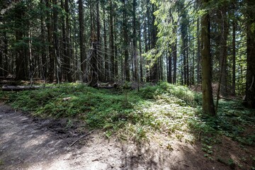 Obraz premium Mountain forest in the Ukrainian Carpathians.
