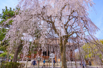 大報恩寺（千本釈迦堂）のシダレザクラ
