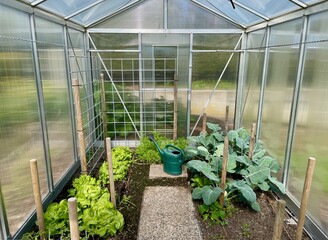Interior of glass house. Growing your own food. Fresh organic vegetables in greenhouse.