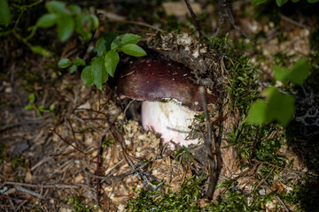 Mushroom in the mountain forest on a summer day. Close up macro view.