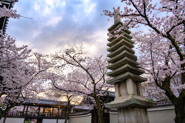 京都 妙顕寺の桜