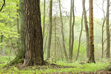 Obraz premium las wiosną