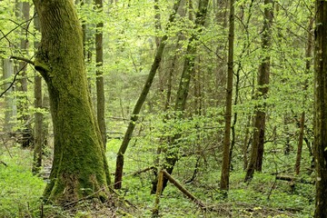 las wiosną © Micha