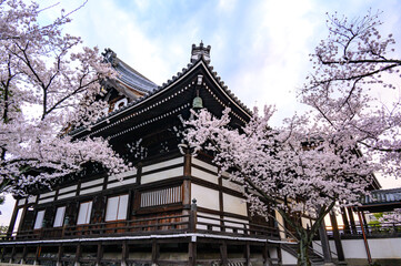 京都 妙顕寺の桜