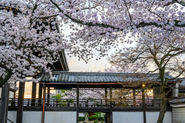 京都 妙顕寺の桜