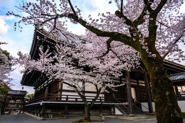 京都 妙顕寺の桜