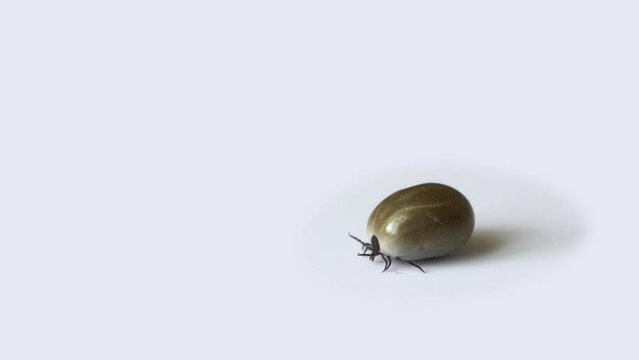 A tick on isolated on white.