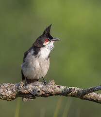 The  red-whiskered bulbul (Pycnonotus jocosus), or crested bulbul, is a passerine bird native to Asia. It is a member of the bulbul family. 