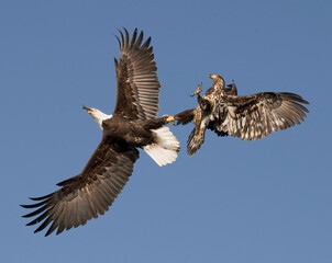 Bald Eagles