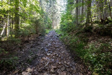 Obraz premium Mountain forest in the Ukrainian Carpathians.