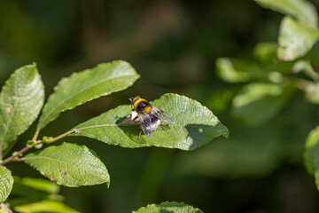 A bee on a green leaf lit by sunlight. Close-up macro view.