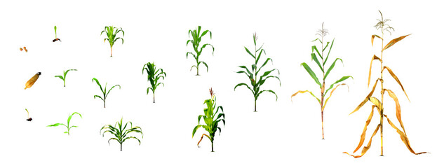 realistic corn planting process illustration in design to the first planting stage corn planting process Growing corn from seed to bloom throughout the harvest isolated on white.