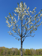 Blühender Baum im Frühling in Mülheim-Ruhr