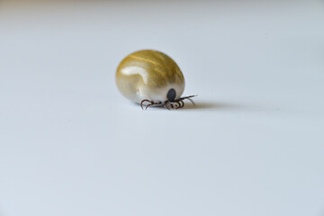A tick on isolated on white.