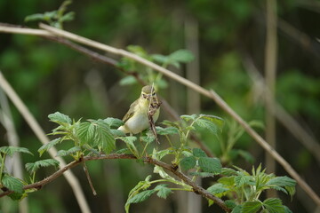 willow warbler (Phylloscopus trochilus) busy nest building