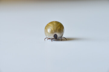 A tick on isolated on white.