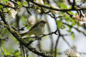 chiffchaff (Phylloscopus collybita) perched on the branch of a cherry tree