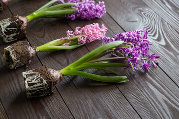 Obraz premium Hyacinth flowers with roots in soil on wooden table, transplanting plants