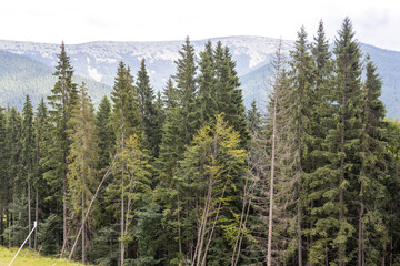 Panorama of mountains in the Ukrainian Carpathians on a summer sunny day.