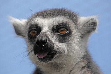 Lemur