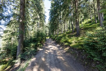 Mountain dirt road in the Ukrainian Carpathians on a summer day.