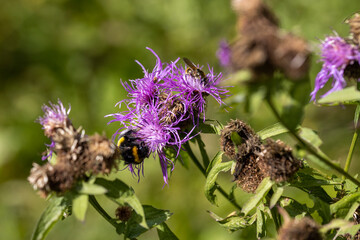 Mountain flowers in the Ukrainian Carpathians. Close-up macro view.
