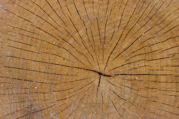 Closeup macro view of end cut wood tree section with cracks and annual rings. Natural organic texture with cracked and rough surface.