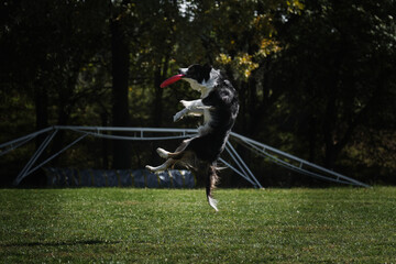 Dog frisbee. Competitions of dexterous dogs. Border collie black tricolor jumps and catches a...