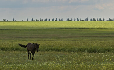 Portrait of a dark brown beautiful horse with his head raised on a green meadow. Picturesque rural...