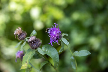 A bee on a purple flower. Close-up macro view.