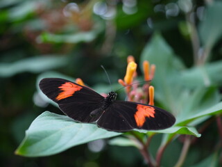 Dunkler Schmetterling