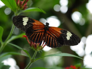 Dunkler Schmetterling