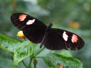 Dunkler Schmetterling