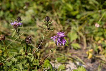 Mountain flowers in the Ukrainian Carpathians. Close-up macro view.