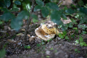 Mushroom in the mountain forest on a summer day. Close up macro view.