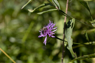 Mountain flowers in the Ukrainian Carpathians. Close-up macro view.