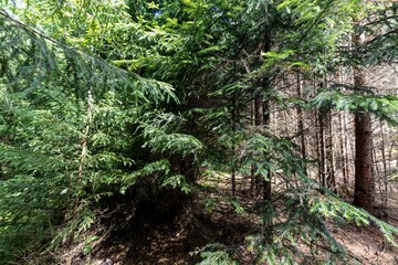 Mountain forest in the Ukrainian Carpathians.