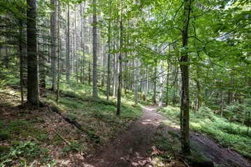 Mountain forest in the Ukrainian Carpathians.