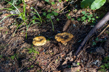 Mushroom in the mountain forest on a summer day. Close up macro view.