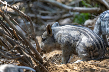 Wild boar. Close up detailed view