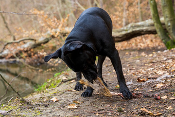 Czarny pies zjada nogę jelenia na drodze w lesie. - obrazy, fototapety, plakaty