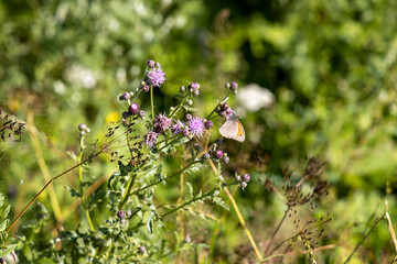 Mountain flowers of the Ukrainian Carpathians on a natural background on a summer day.