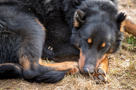 Big Dog Beauceron. Beauceron Is A Herding Dog Breed